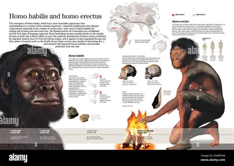 Infographic of the Homo habilis and Homo erectus, their anatomic ...