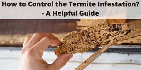 How to Control the Termite Infestation?- A Helpful Guide - Pepstop Pest ...