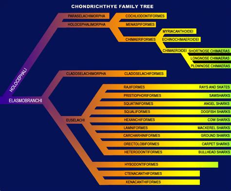 Shark Species - the taxonomy of sharks and rays