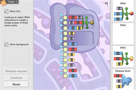 RNA and Protein Synthesis Simulation | ExploreLearing Gizmos