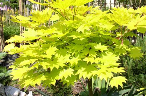 The Best Japanese Maple Trees for Year-Round Color (2023)