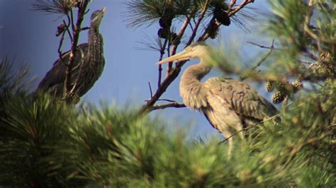 WILDLIFE LINKS A Great Blue Heron Habitat? - YouTube