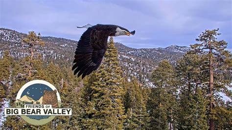 Big Bear Bald Eagle Wide View - Cam 2 - YouTube