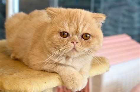 Exotic Cat Breeds