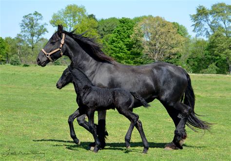 Friesian mare and foal | Friesian horse, Beautiful horses, Foals