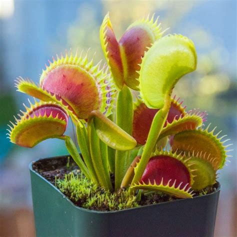 Venus Flytrap Seeds, Insectivorous Plant, Dionaea Muscipula, 100pcs ...