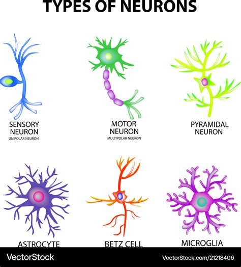 Types neurons structure sensory motor neuron Vector Image