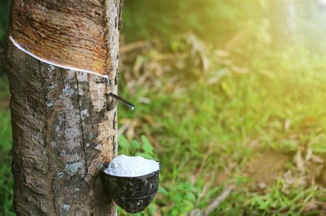 Global Natural Rubber Production All Set to Increase in 2019 | GEP