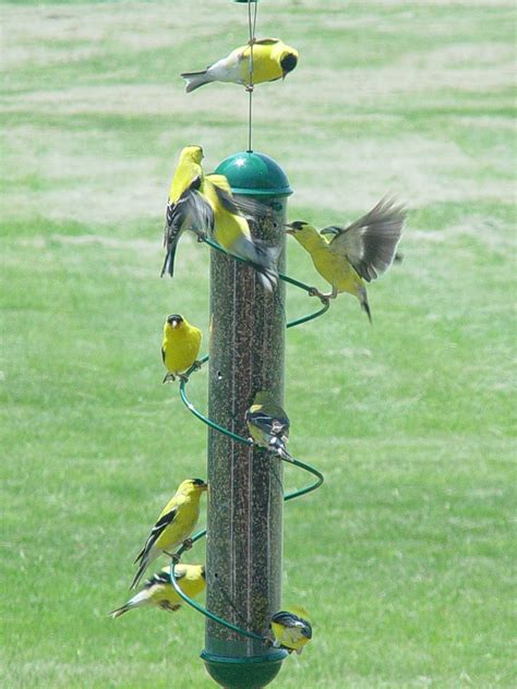 Bird Feeders For Yellow Finches | Birdcage Design Ideas