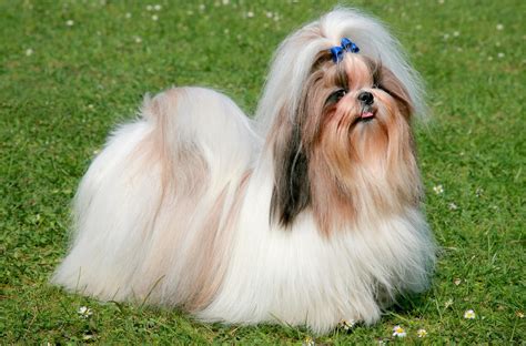 🐶 Shih Tzu - Dog Breed Information, Photo, Care, History - Fello.pet