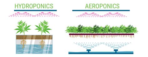 Drip Irrigation With Cannabis Cultivation - RQS Blog