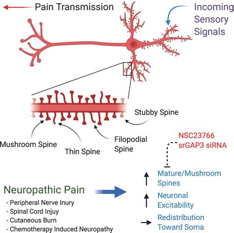 Dendritic Spine Synapse