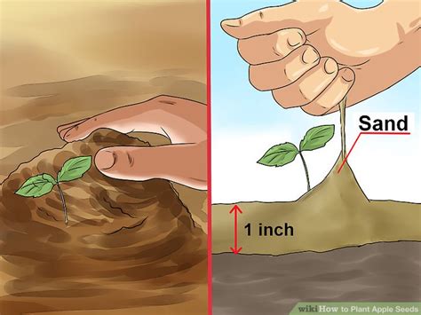 3 Ways to Plant Apple Seeds - wikiHow