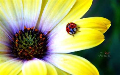 Daisy ladybug | On a sunday morning in my garden I got lucky… | Flickr