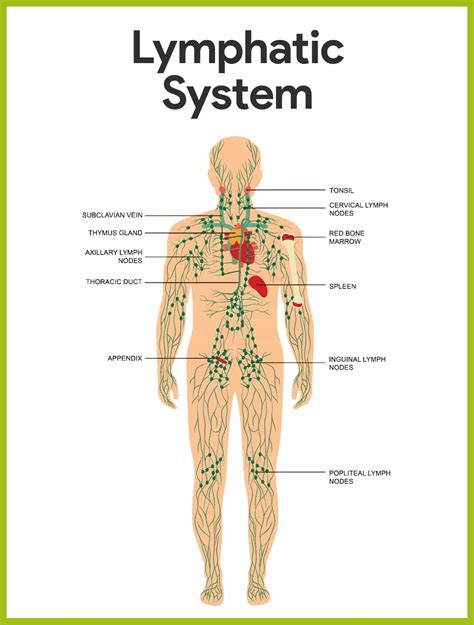 Lymphatic System Anatomy and Physiology - Nurseslabs