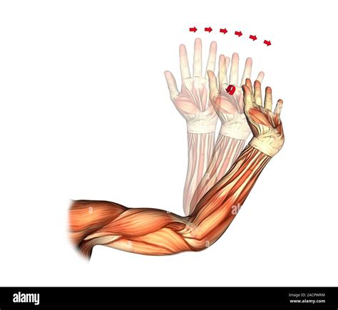 Elbow and wrist extension. Artwork of the muscles of the arm from the ...