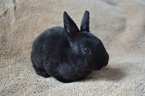 Mini Rex Rabbit: Facts, Care, Diet, Pictures & More | Hepper