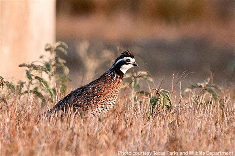 South Texas, Trans-Pecos bright spots for quail hunting - Texas Farm Bureau