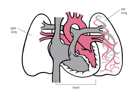 Heart And Lungs Diagram Simple Diagramaica | Images and Photos finder