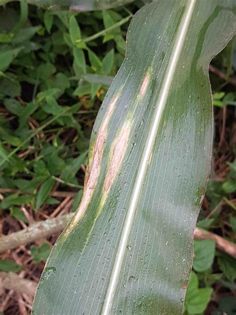 Northern Corn Leaf Blight | Agrio