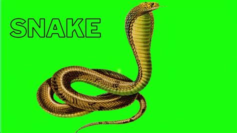 snake green screen video #greenscreen #green - YouTube