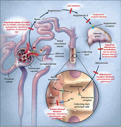 Acute and Chronic Cardiovascular Effects of Hyperkalemia: New Insights ...