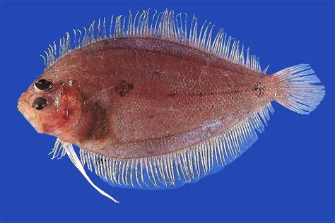 Flatfish got weird fast due to evolutionary cascade