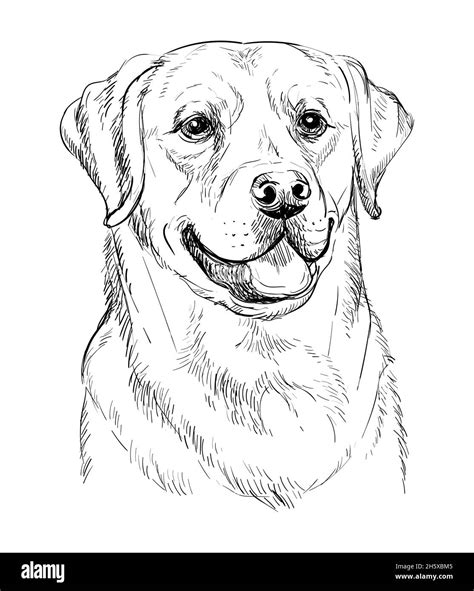 Realistic head of labrador retriever dog vector hand drawing ...