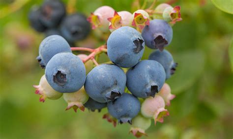 Highbush Blueberry Pruning Workshop – Perennia