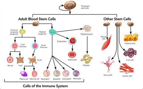 Stem cell basics : types, sources, and controversies – faCellitate