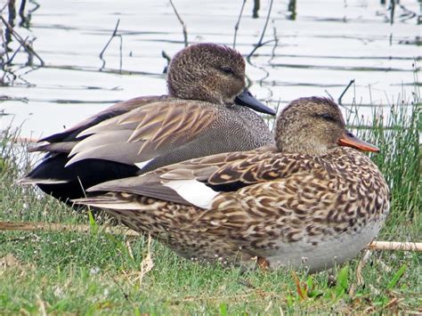 Gadwall, 4-5 on canal March 16, 2020. Seem to travel a bit with the ...