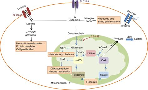 Glutamate Metabolism Pathway