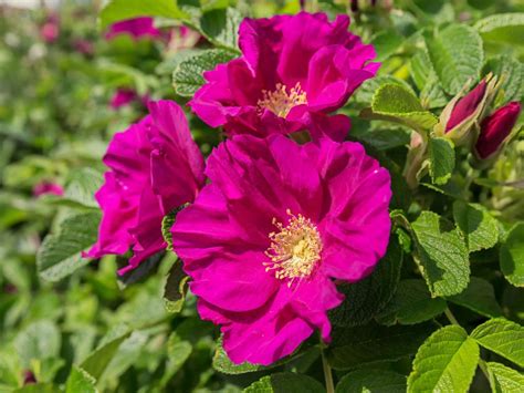 What Is A Rugosa Rose – How To Grow Rugosa Rose Bushes