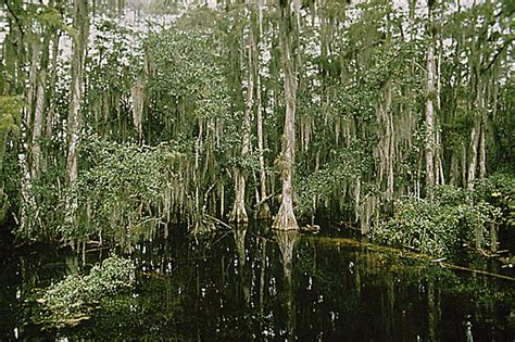 Loop Road in the Everglades