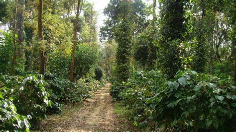 19-acre Coffee Estate with Plots For Sale in Chikmagalur