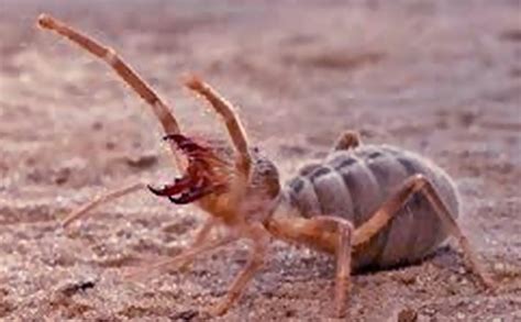 Camel Spider Bite - Pictures, Facts, First Aid and Treatment