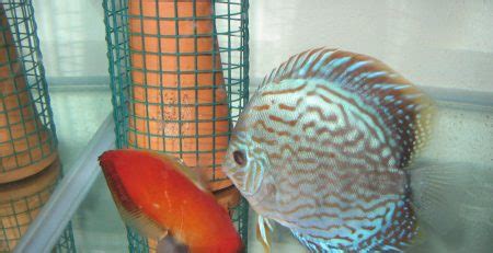 More on Sexing Discus Fish | Discus.com