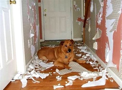 Dogs Who Are Totally Happy They Destroyed Your House