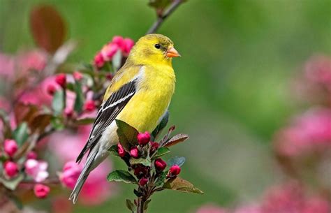 All About the Colorful Finch Bird Family - Birds and Blooms