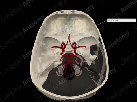 Anterior Communicating Artery | Complete Anatomy