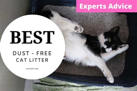 5 Best Dust-Free Cat Litters for Sensitive Owners - Catpicky