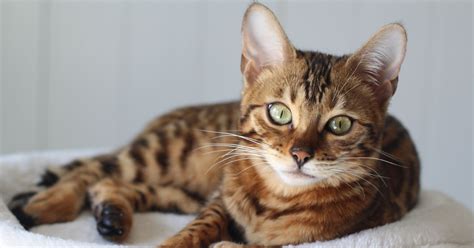 10 Exotic Cat Breeds » 6Nobacon