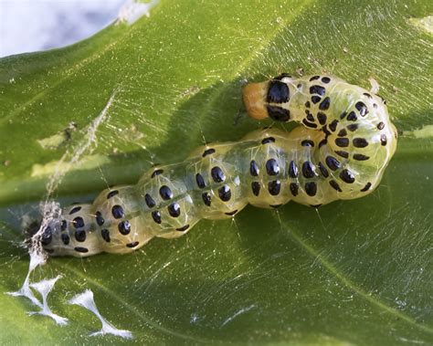 Leaf roller caterpillar ( Partotis sp. ) - Natalie Linda