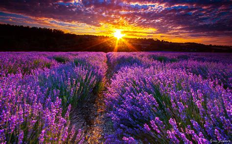 Lavender Fields France Wallpapers - Wallpaper Cave