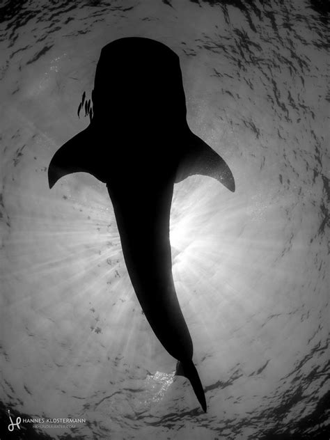 Whale Shark Silhouette | Getting these shots right has been … | Flickr