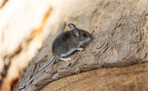 Deer mouse: Peromyscus maniculatus | Pest Management Professional Pest ...