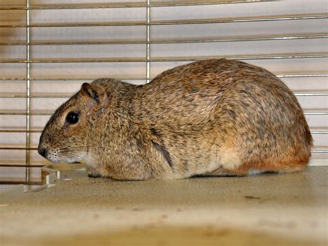 Kerodon rupestris / Rock cavy in Yaroslavl Zoo