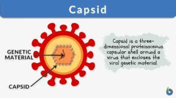 Capsid Definition and Examples - Biology Online Dictionary