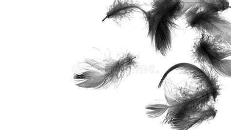 Black Duck Feathers on a White Isolated Background Stock Photo - Image ...