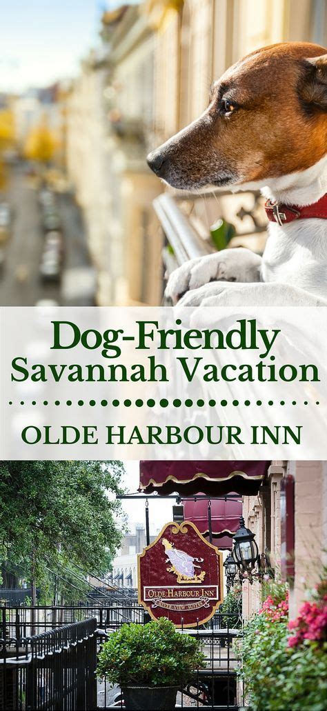 Pet Friendly Savannah hotels | Dog friendly beach, Dog vacations ...